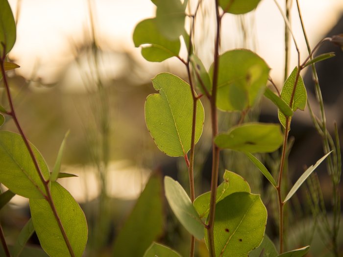 Restoration of native vegetation