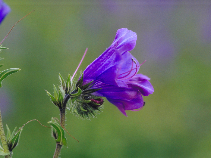 1389006 Patersons curse