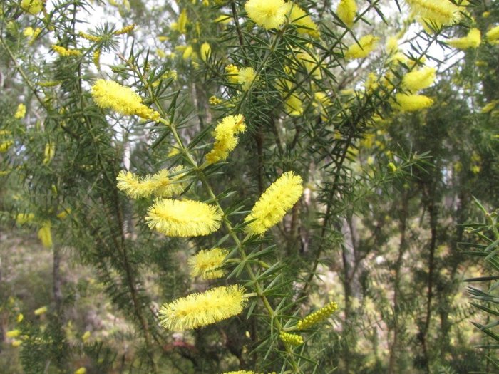 Acacia axillaris.jpg