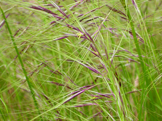 Chilean_needle_grass_seedheads CGrech 700x700.jpg