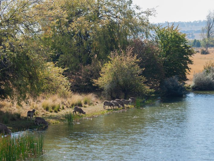 Sheep accessing waterways - DSC01020