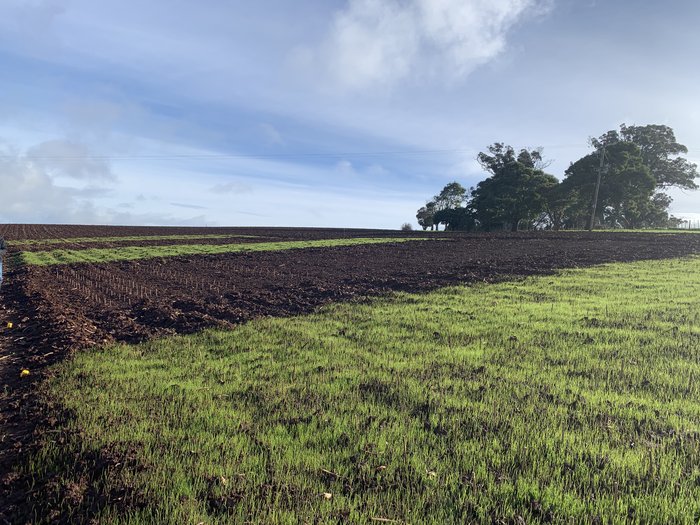 Fodder Crop Germination Jetsonville trial site