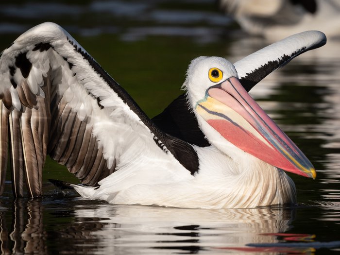 Australian pelican Helen Cunningham