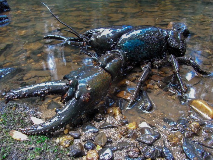 Giant freshwater crayfish GFC by Todd Walsh