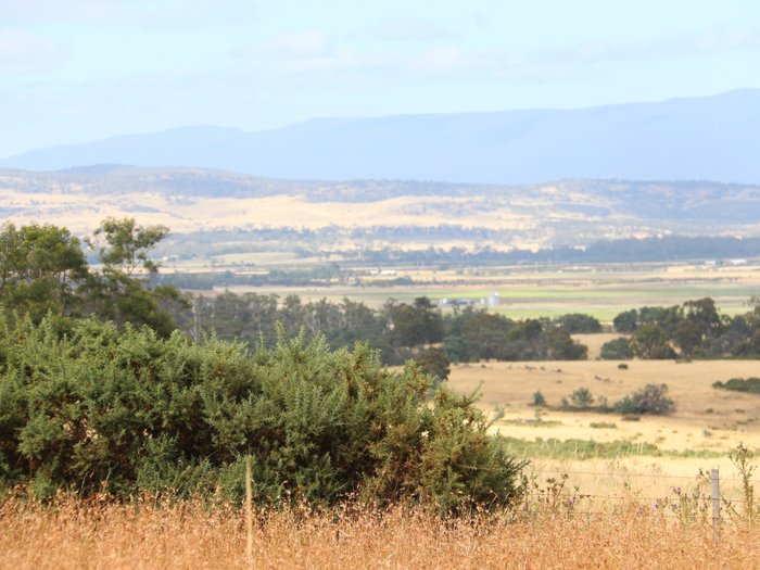 gorse in landscape_IMG_9231