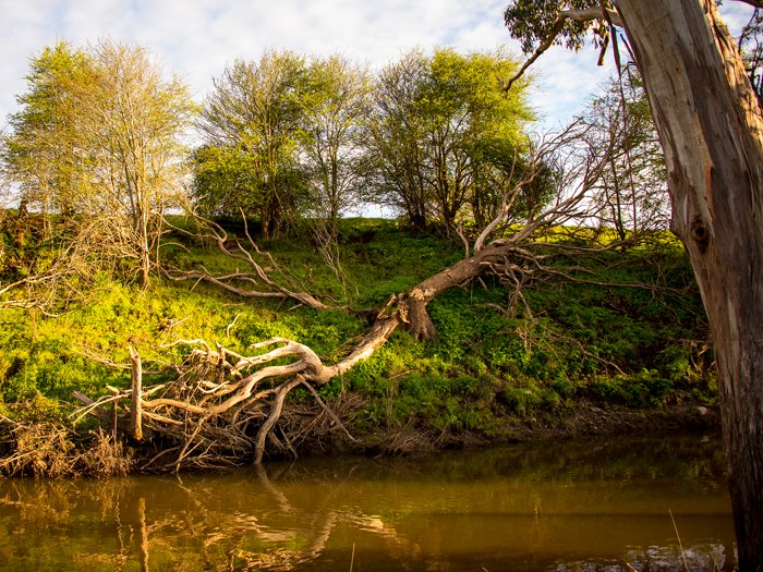 Log on a river bank