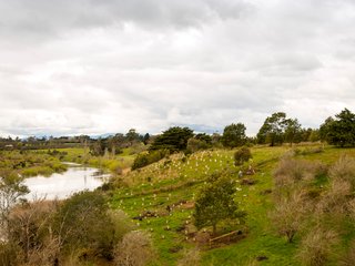 Revegetation on a riverbank