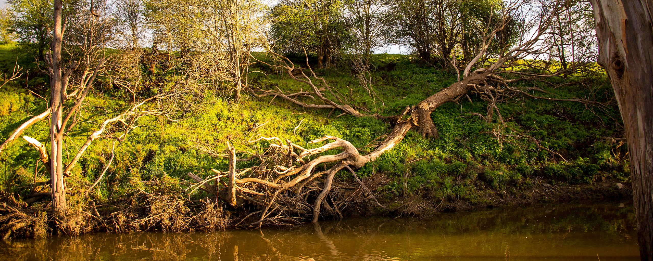 Log on a river bank