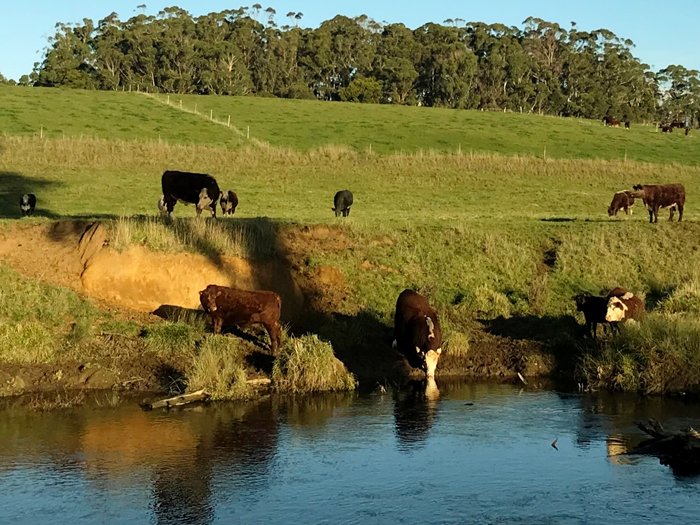 Cattle on riverbank