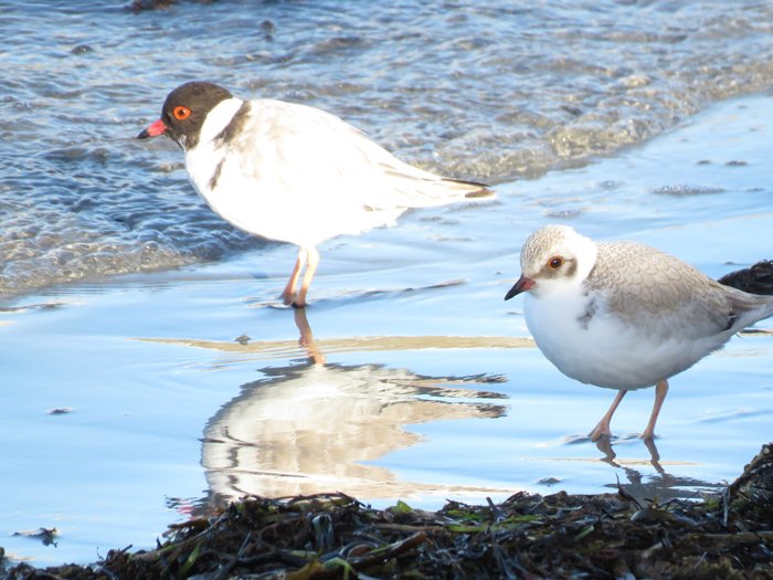 Hooded Plovers new water