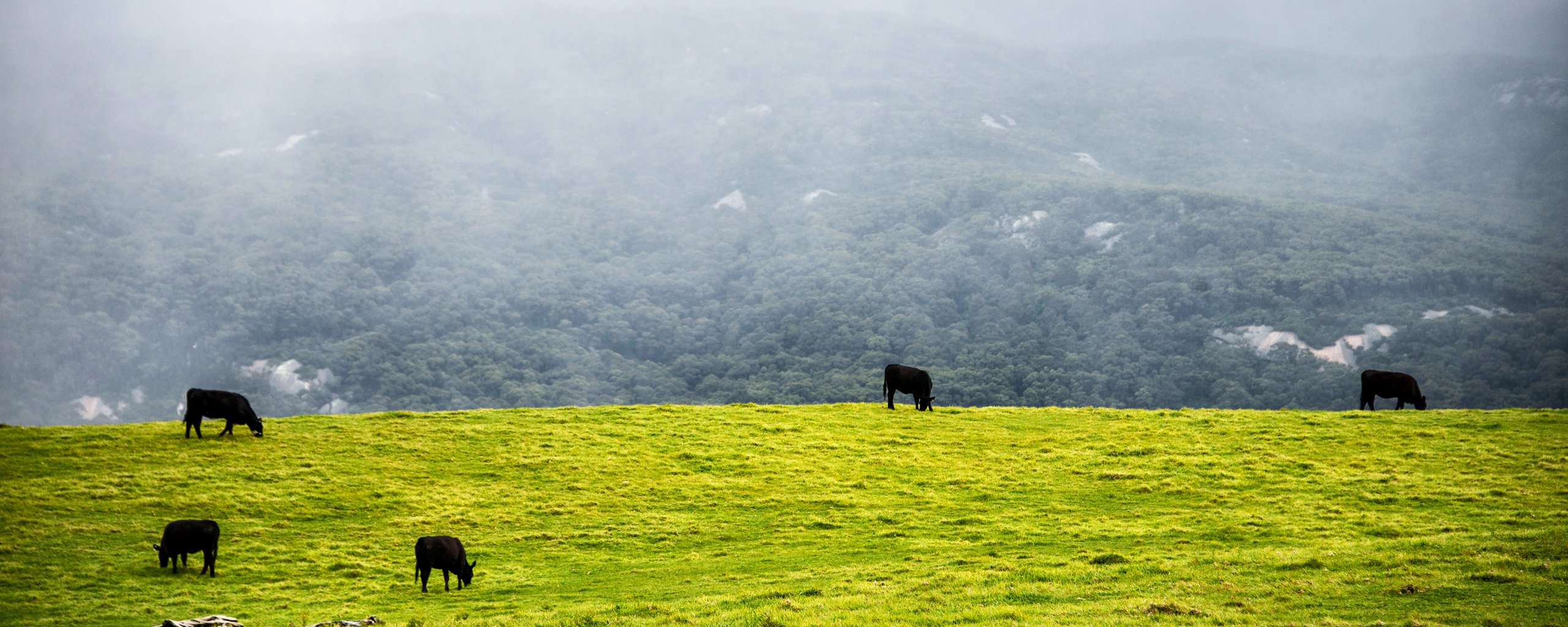 Cattle on Flinders Island