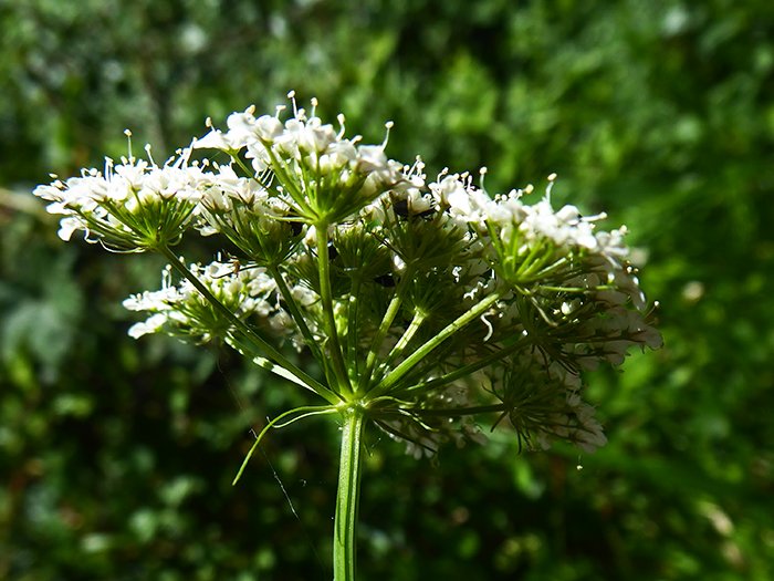 Oenanthe pimpinelloides L. meadow parsley, Val Def 700x525.jpg