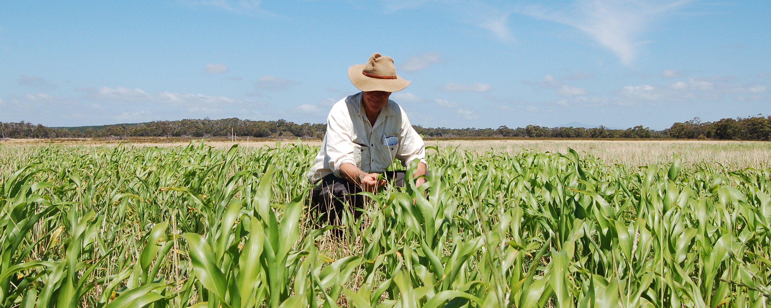 Inspecting sorghum sown into pasture
