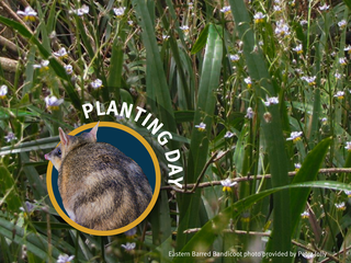 Planting day Bandicoot template no logo-07