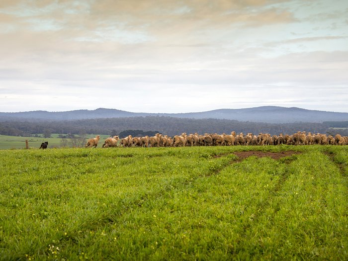 Sheep herding in action