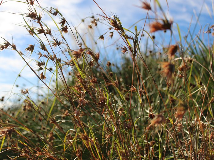 Themeda australis (Kangaroo grass)-PHOTO-IMB-2024