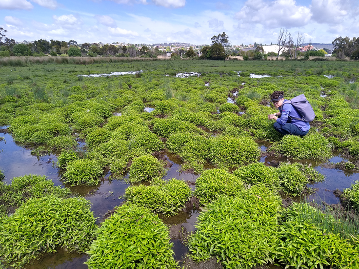 landscape persicaria oct24_2 1400x1050