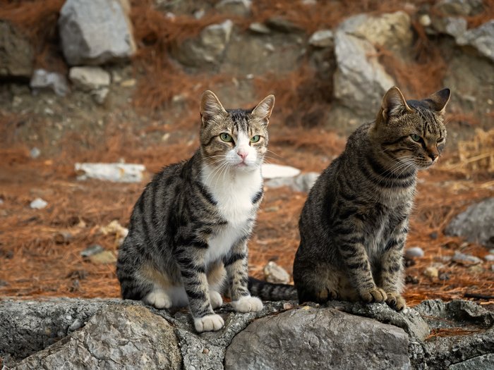 portraits-of-two-funny-street-cats-in-the-park-2023-11-27-05-16-56-utc